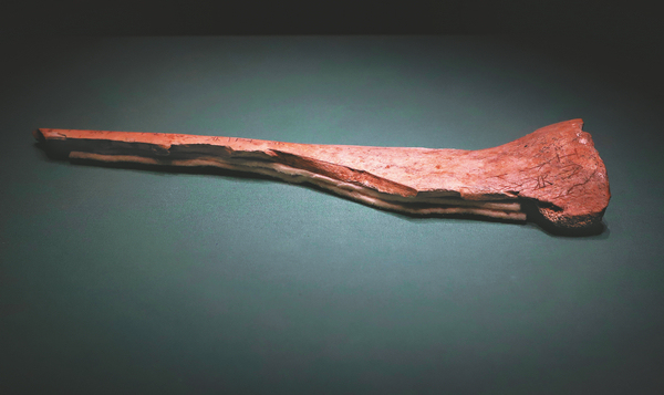 Decoding history's bones