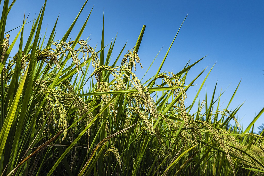 Intelligent warning system being built to protect crops nationwide