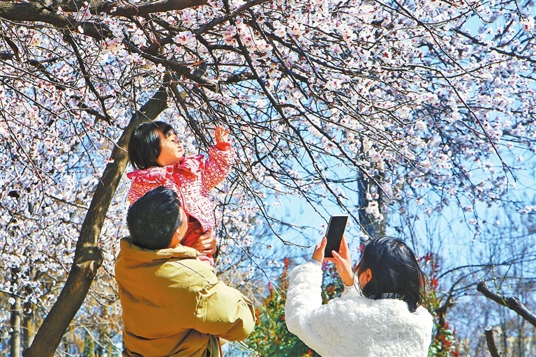 Apricot blossoms bloom in spring breeze
