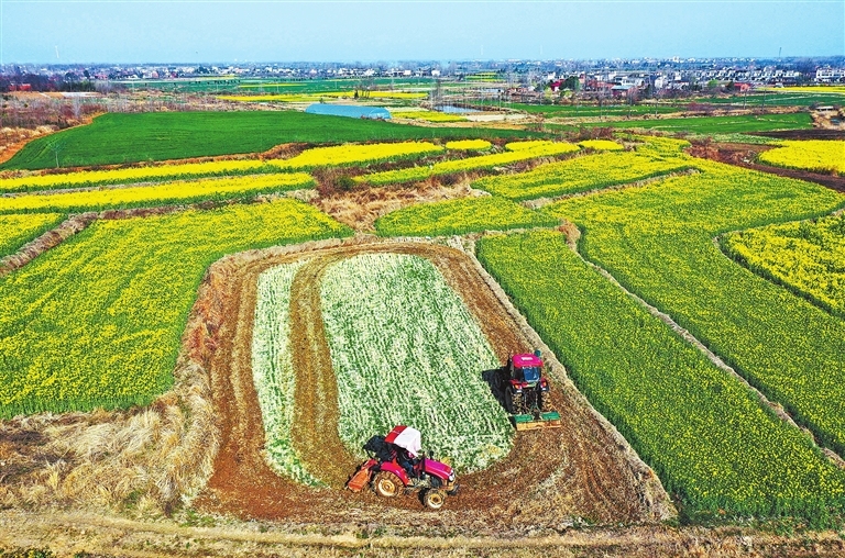 Rice field plowing in Xinyang