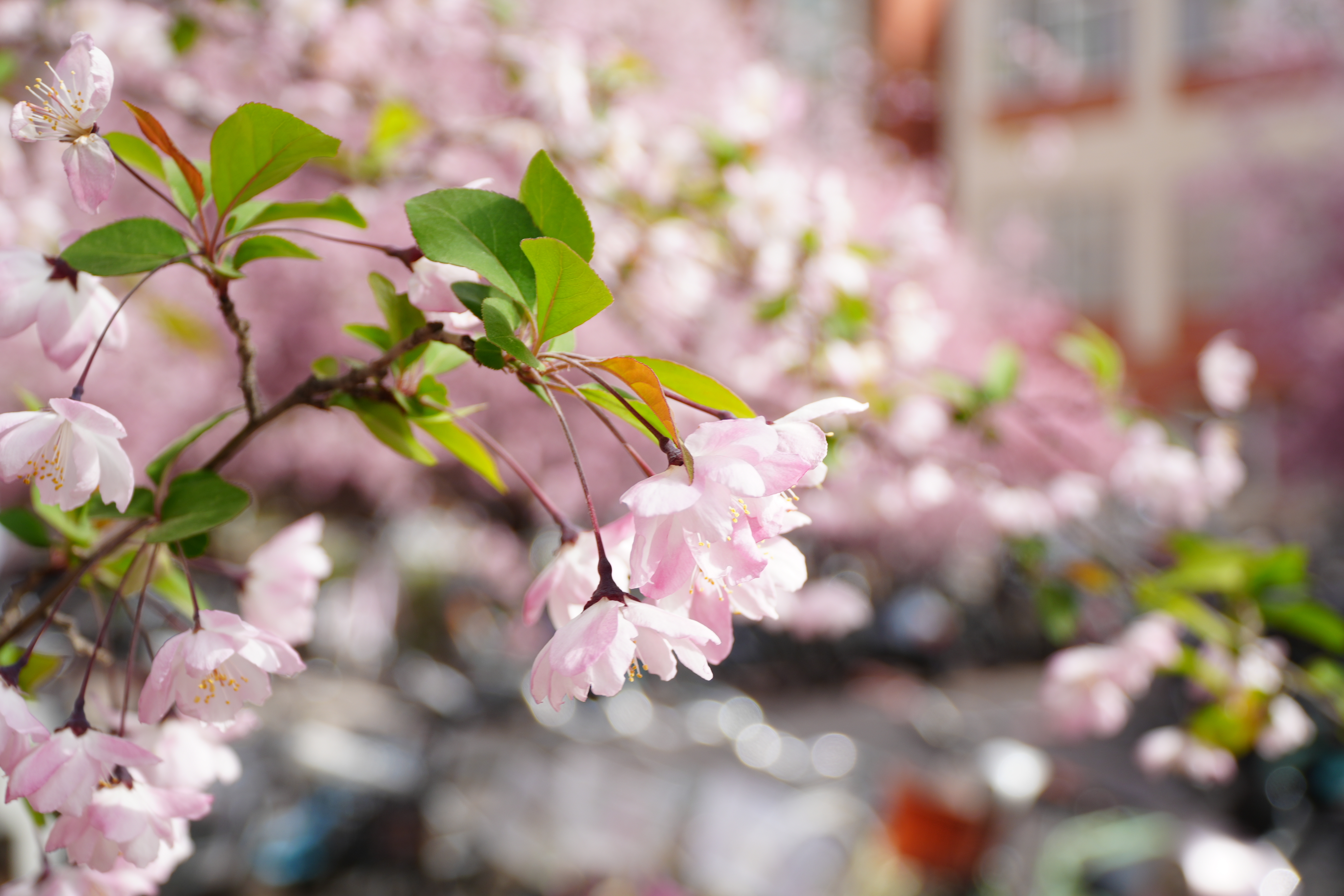 Zhengzhou University bursts into bloom with vibrant spring blossoms