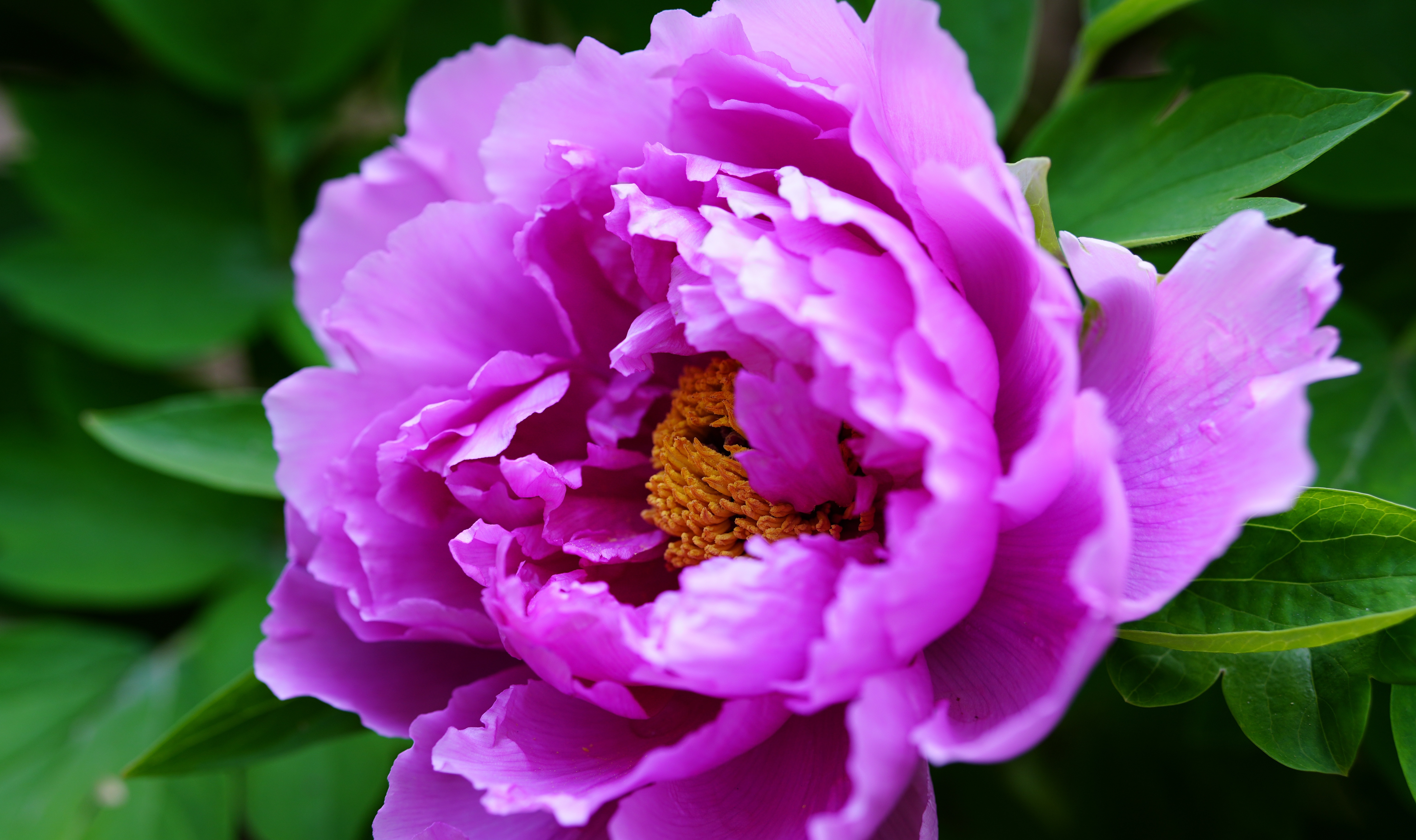 Peonies in Bloom: April's Elegance