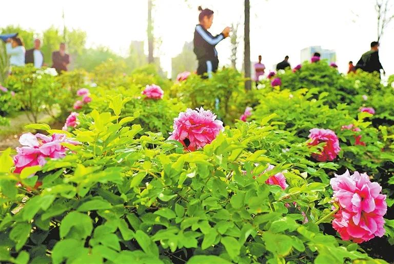 郑州市第十五届牡丹芍药花展在郑州植物园举行