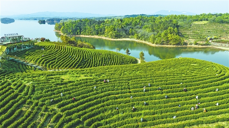 Tea picking season picks up