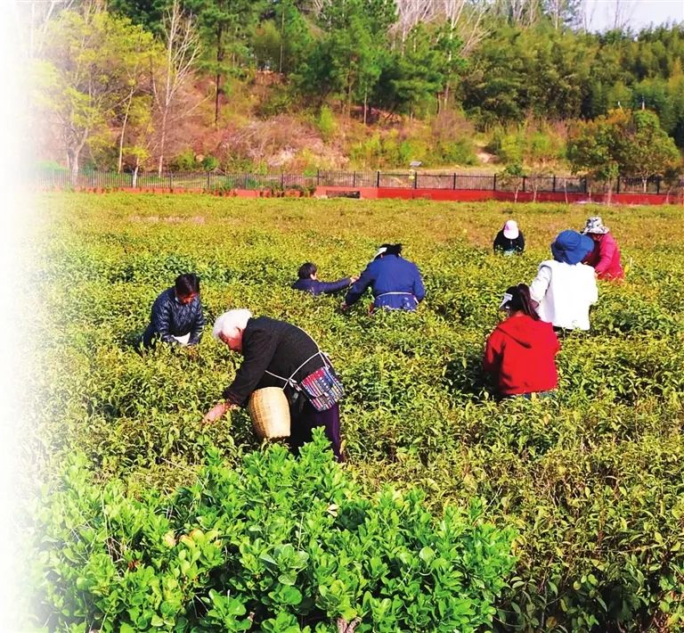 桐柏茶香飘四海 “三茶”联动展宏图