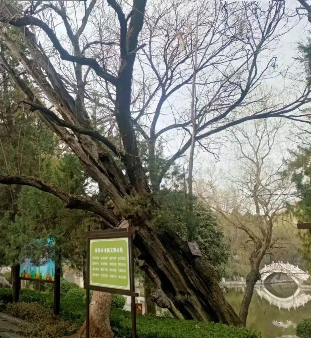 给三个千年古树群戴上“金钟罩”，河南启动古树名木司法保护协作行动