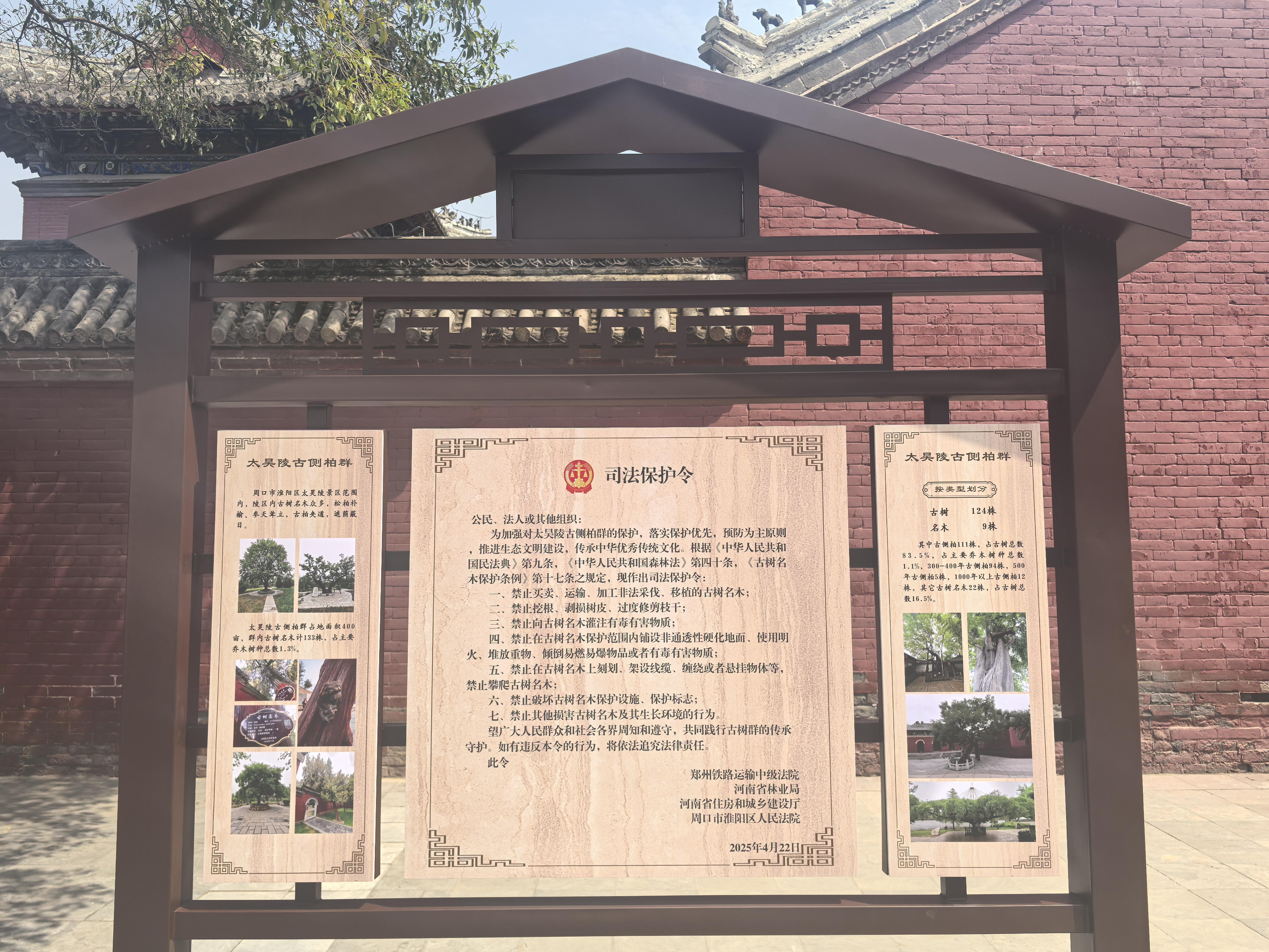 给三个千年古树群戴上“金钟罩”，河南启动古树名木司法保护协作行动