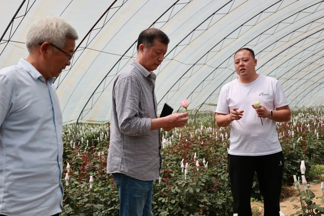 邓州多措并举助推玫瑰花产业绽放“振兴之花”