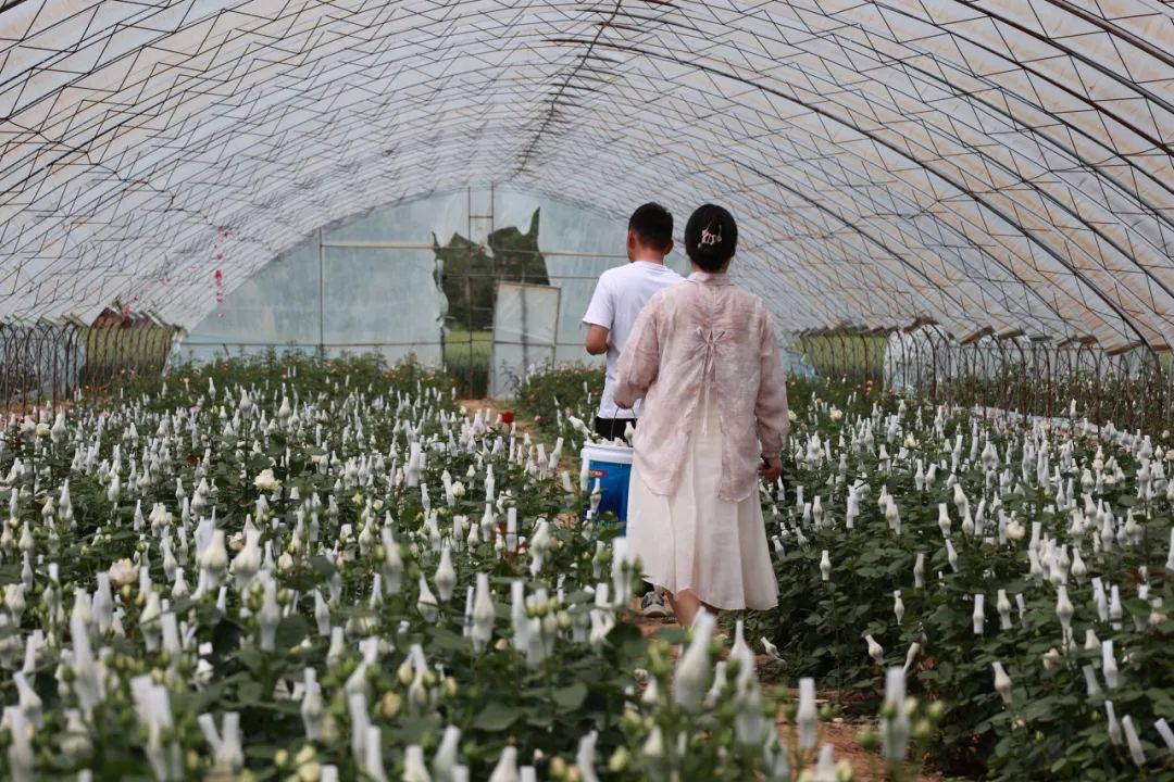 邓州多措并举助推玫瑰花产业绽放“振兴之花”