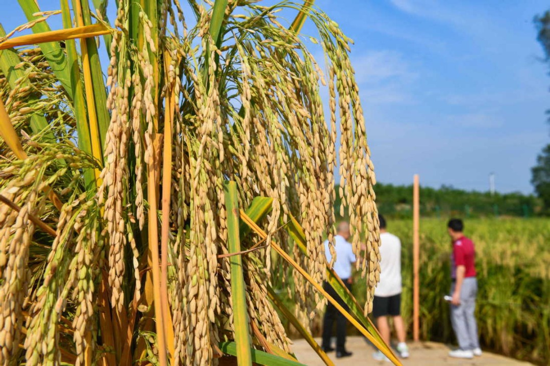 Chinese vice premier urges efforts to consolidate poverty alleviation achievements, prevent agricultural disasters