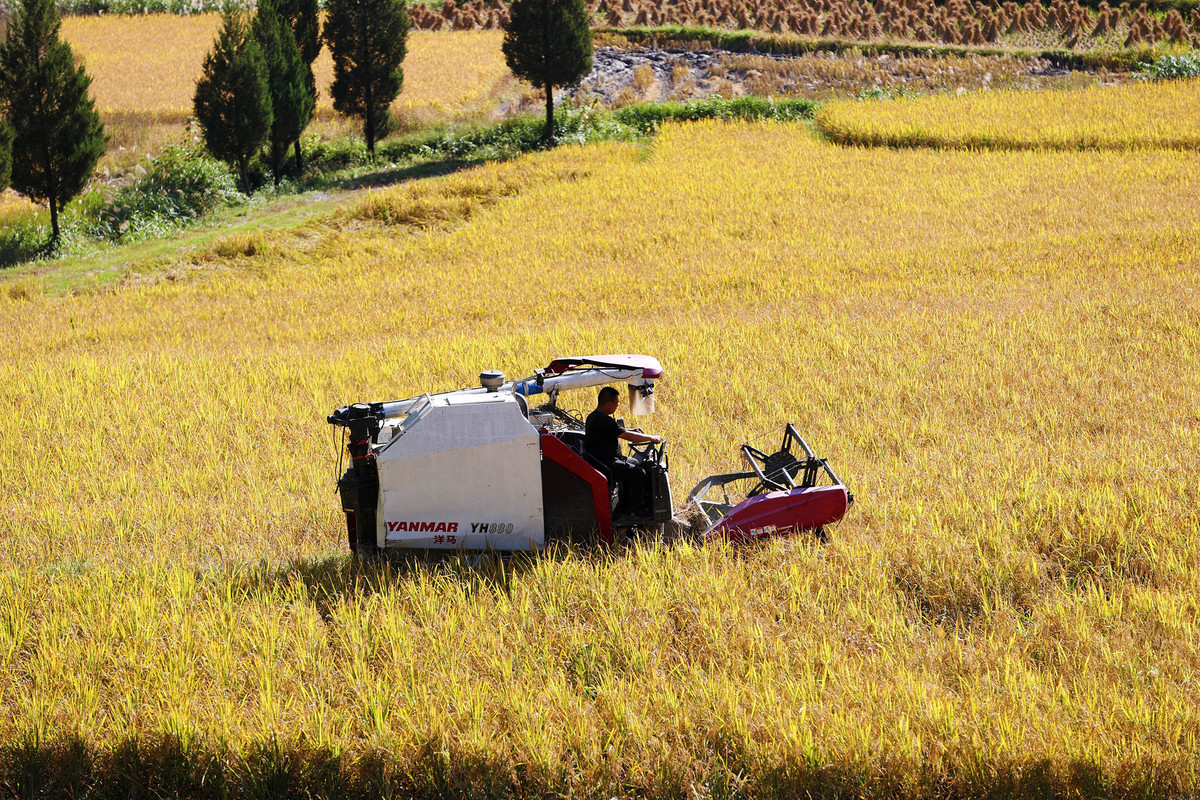 Chinese vice-premier calls for enhanced regulation of food safety, market order