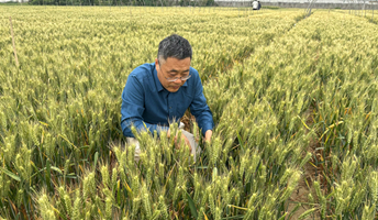 如何科學(xué)防范小麥“干熱風(fēng)”？專家來支招→