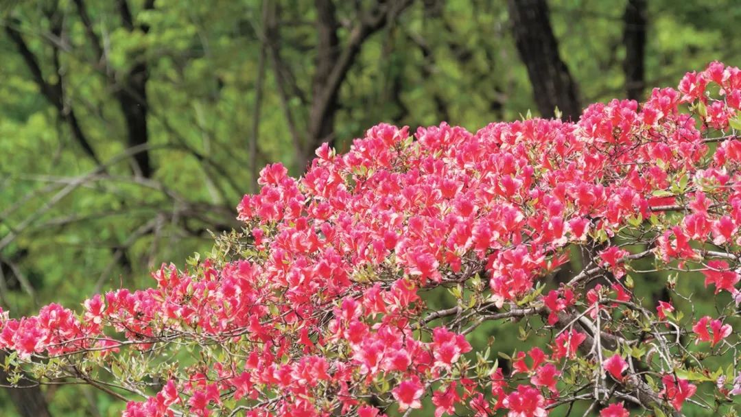 河南内乡第二届杜鹃花节启幕