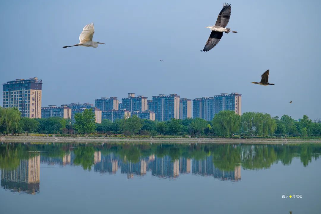 南乐县马颊河国家湿地公园｜生态如画 候鸟翔集