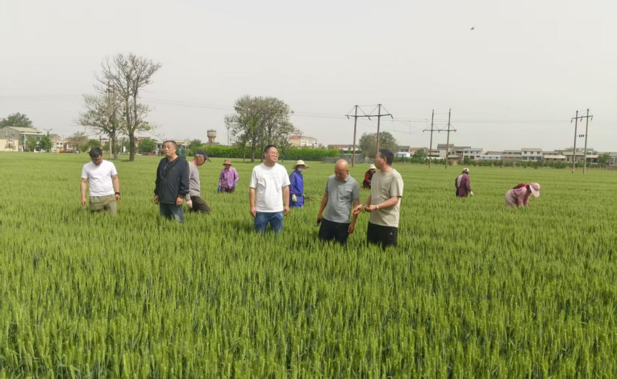科技特派员田间“护航”夏粮丰收