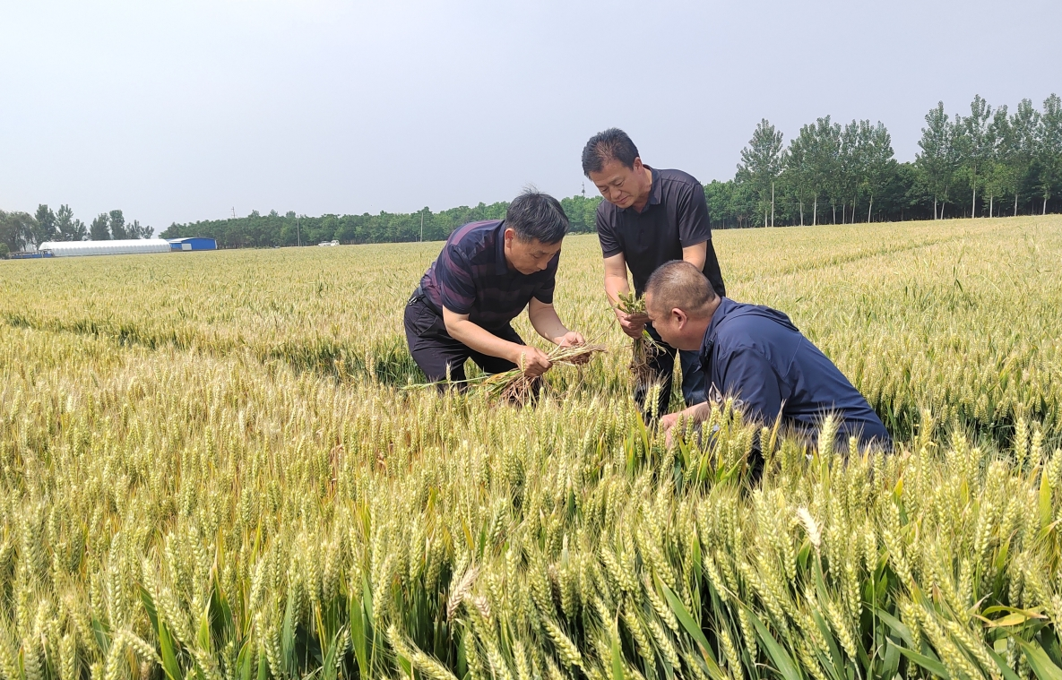 科技特派员田间“护航”夏粮丰收