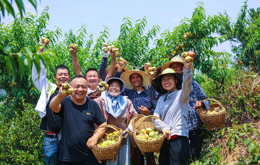 Cooperatives bear fruit as Guangshan's peach orchards expand