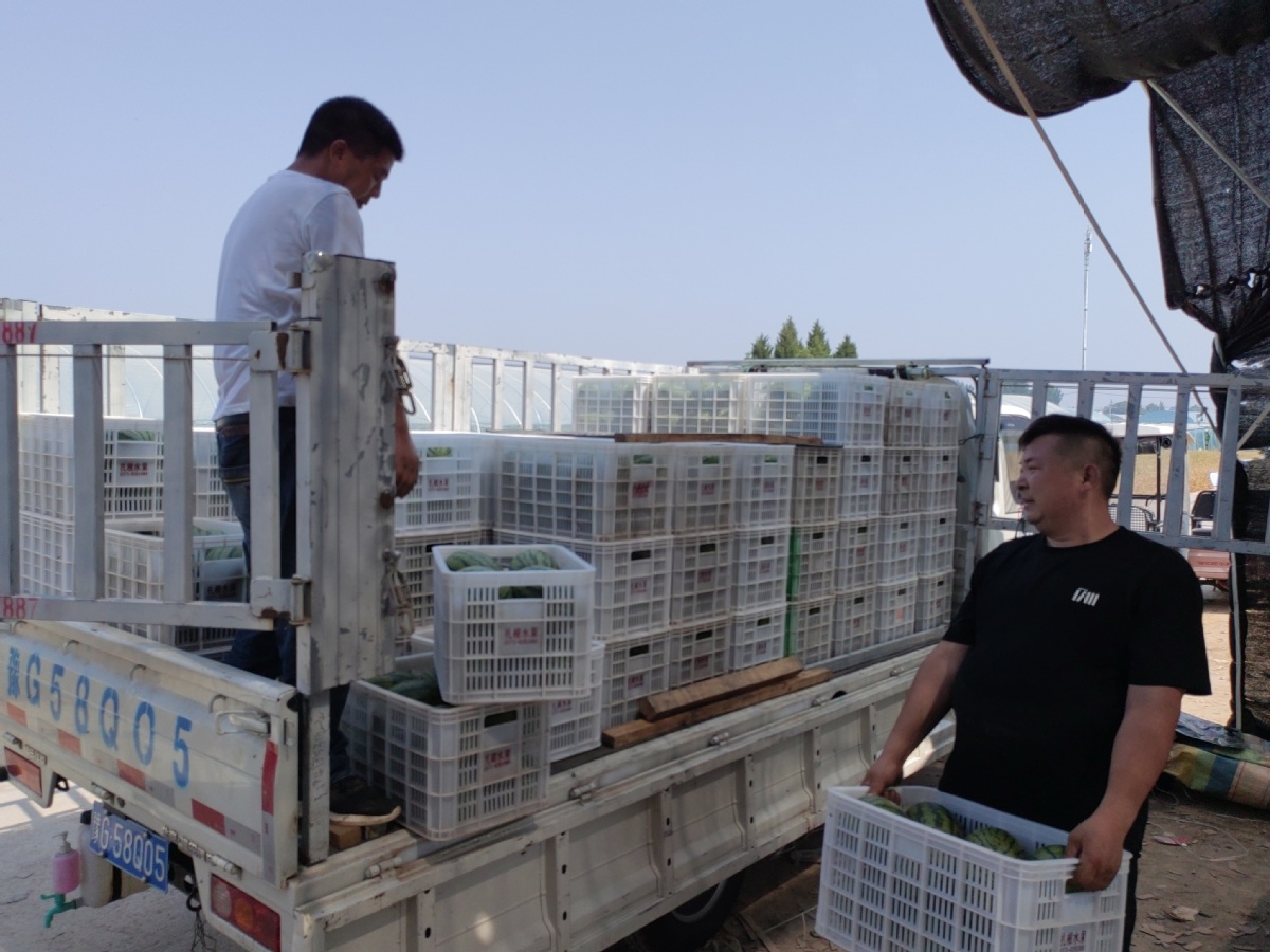 Zhongmu's watermelon boom sweetens local economy