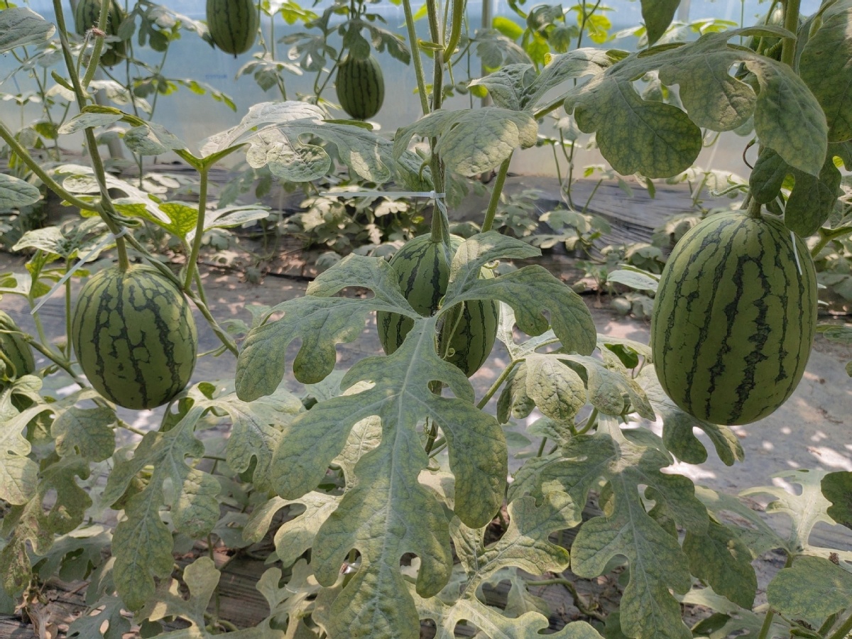 Zhongmu's watermelon boom sweetens local economy