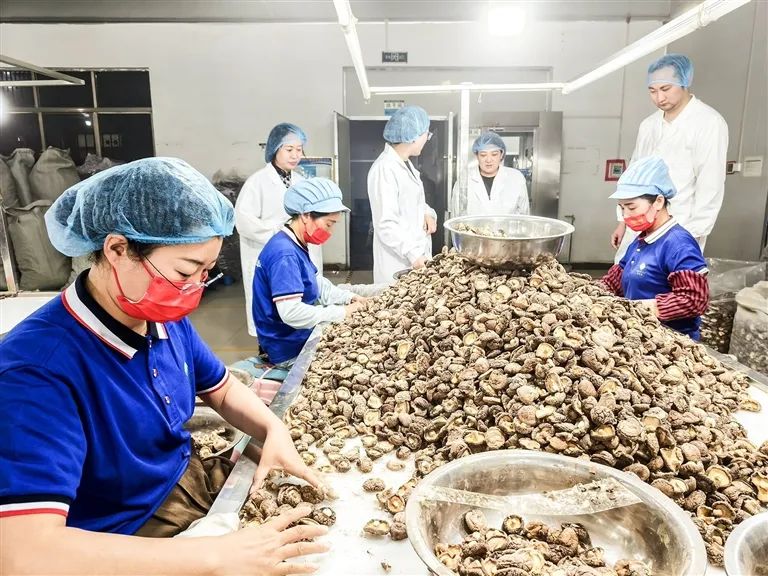 他让家乡香菇走向世界