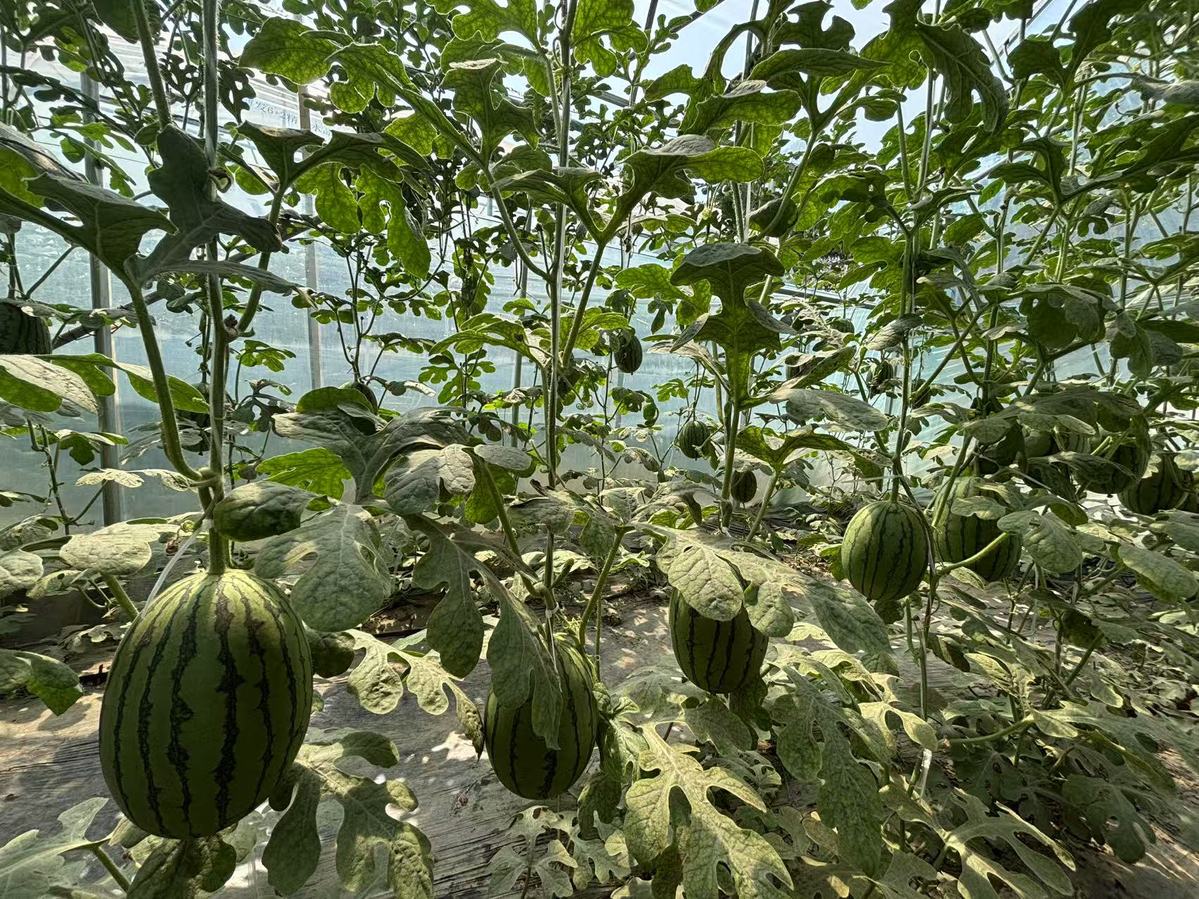 Zhongmu's watermelon boom sweetens local economy