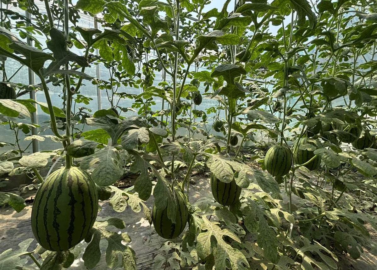 Zhongmu's watermelon boom sweetens local economy