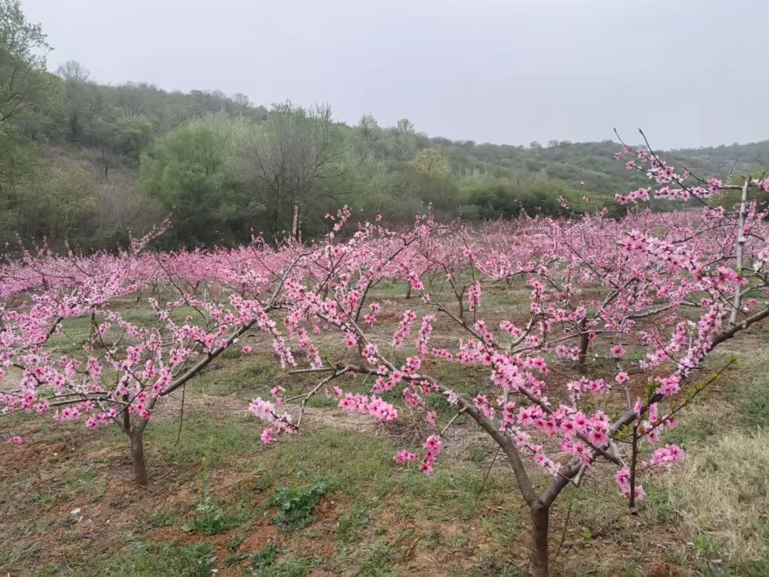 邓州杏山桃花沟：昔日荒山结出“金果果”