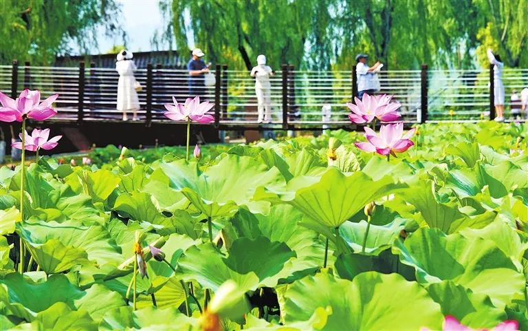 莲花绽放