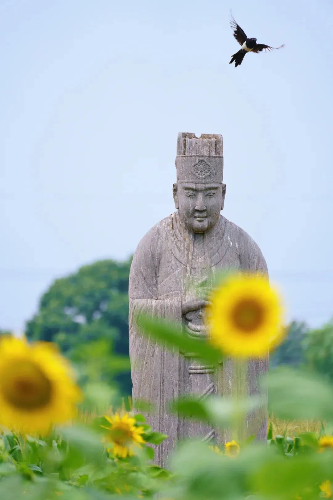 “宋陵麦收”一眼千年，像在历史书上劳作