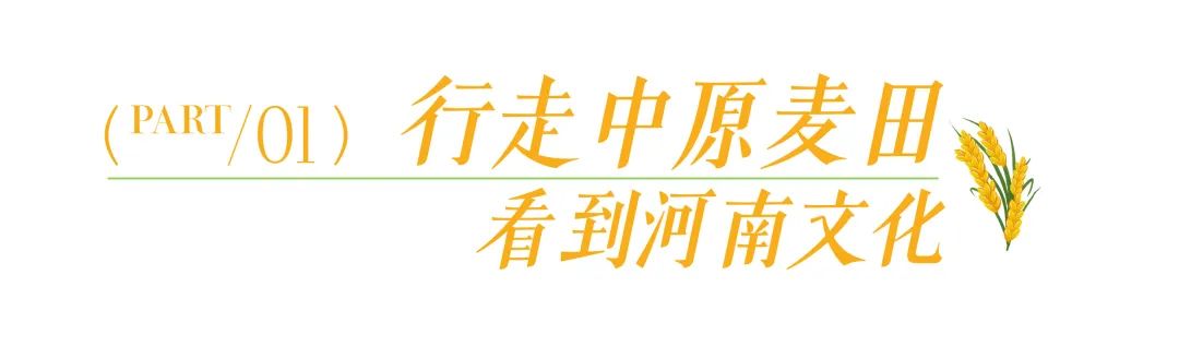 “宋陵麦收”一眼千年，像在历史书上劳作