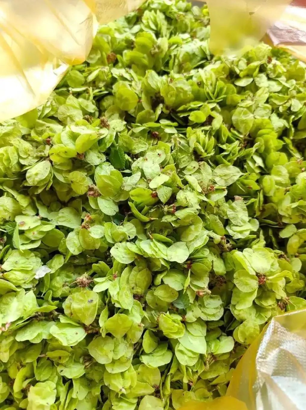在南阳老树下摘一串榆钱串串