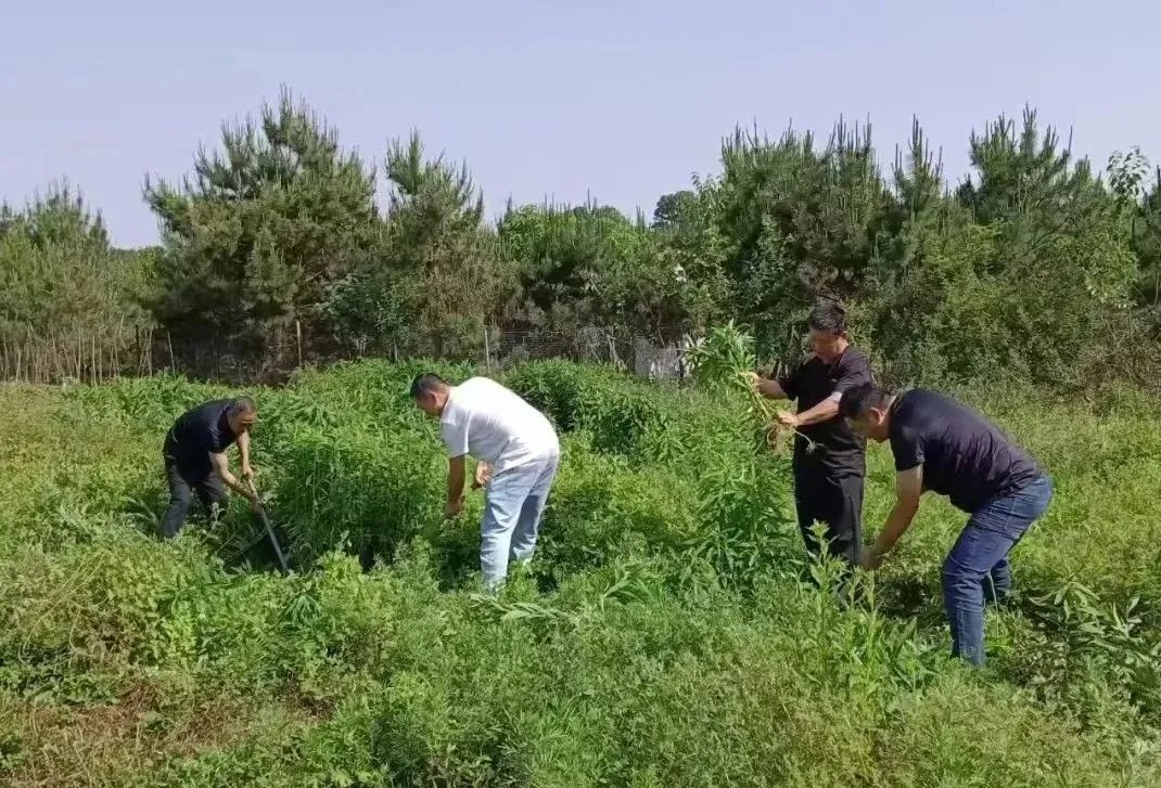 河南省安排部署加拿大一枝黄花春季排查和除治工作