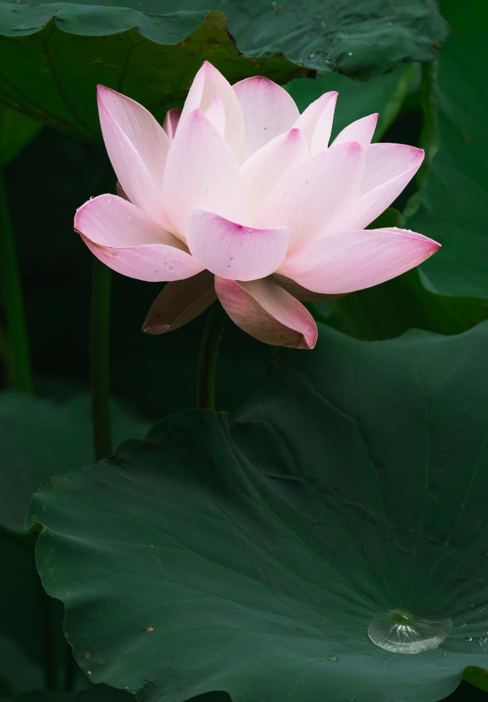 晨   荷