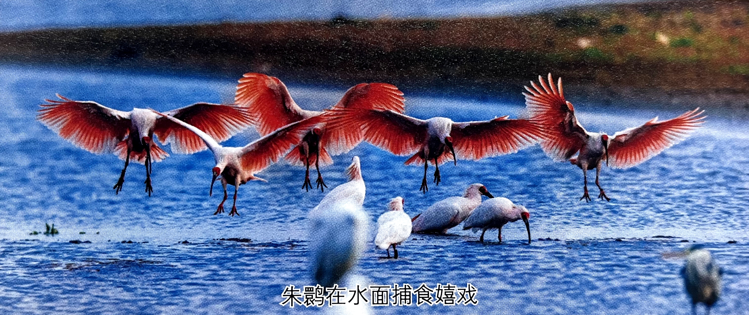 省　情