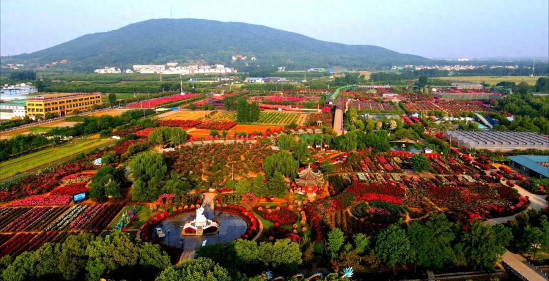 月季的“市花成长简历”