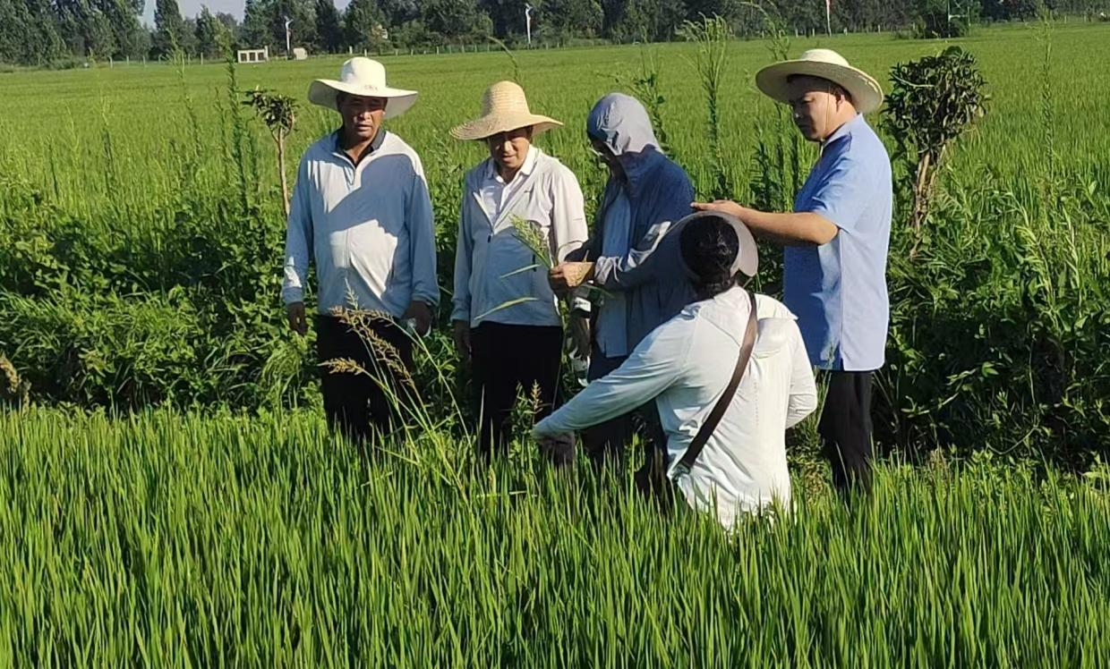 高温下的科技担当：河南省特派员为丰产护航