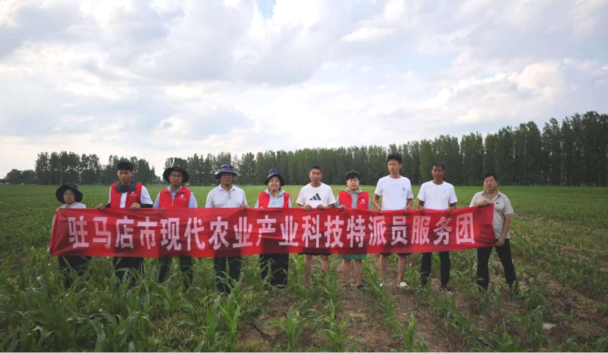 高温下的科技担当：河南省特派员为丰产护航