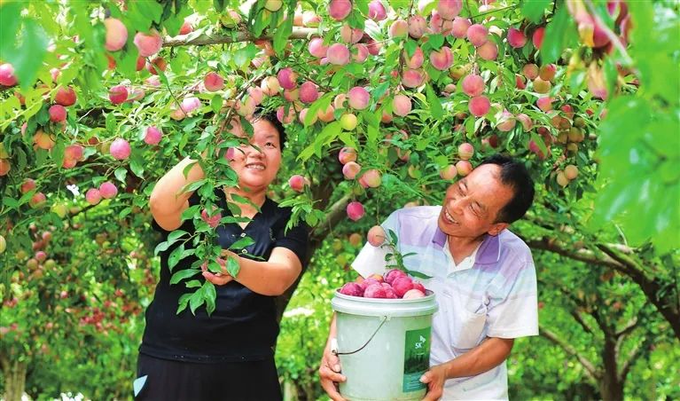 硕果盈枝