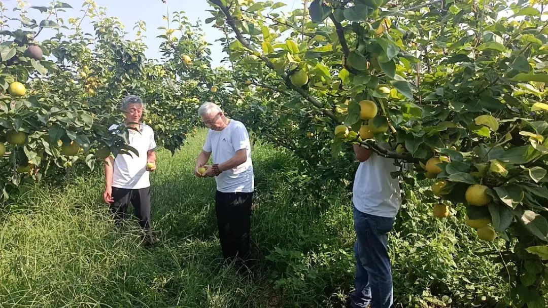翠冠梨熟果飘香 助力果农促增收