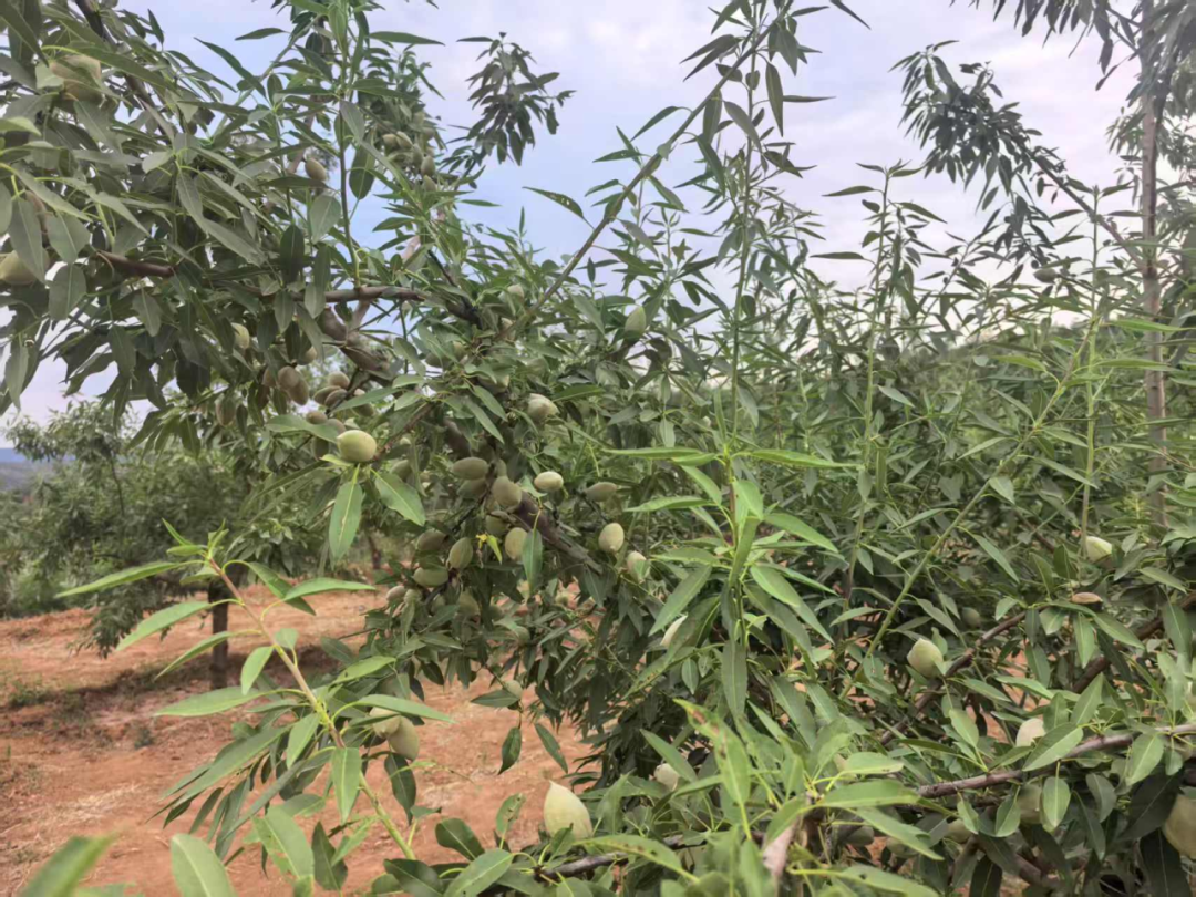 荒坡变“金田”的振兴实践