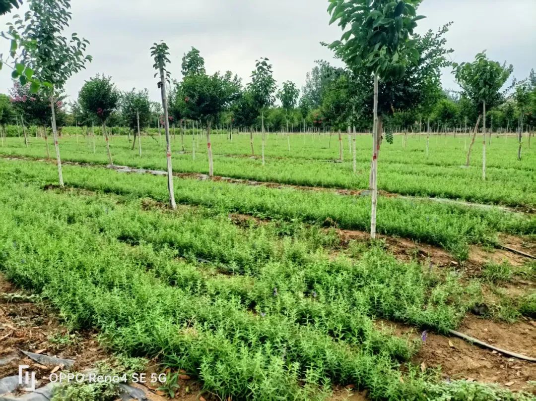 镇平县苗圃场：精心育良苗 聚力赋林改