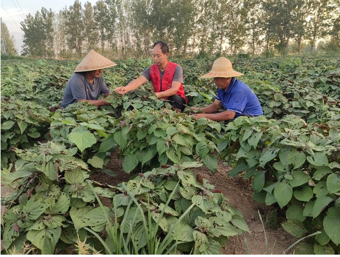 科技下沉 筑牢河南农业抗灾保产防线