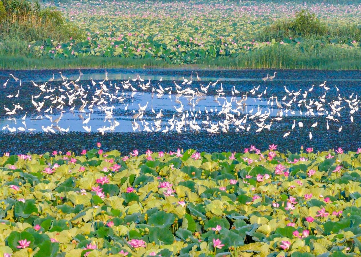China's role, insights in building clean, beautiful world