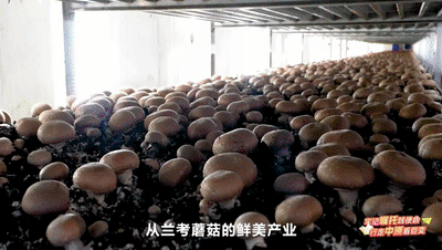 今晚，全省大学生沉浸式感受河南乡村全面振兴的鲜活样本（内附回看方式）