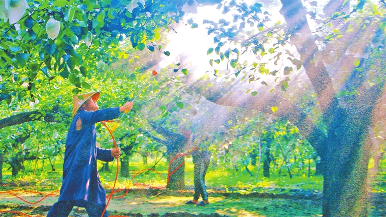 Fruit farmers busy in pear orchards