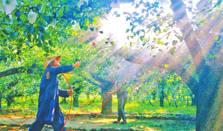 Fruit farmers busy in pear orchards