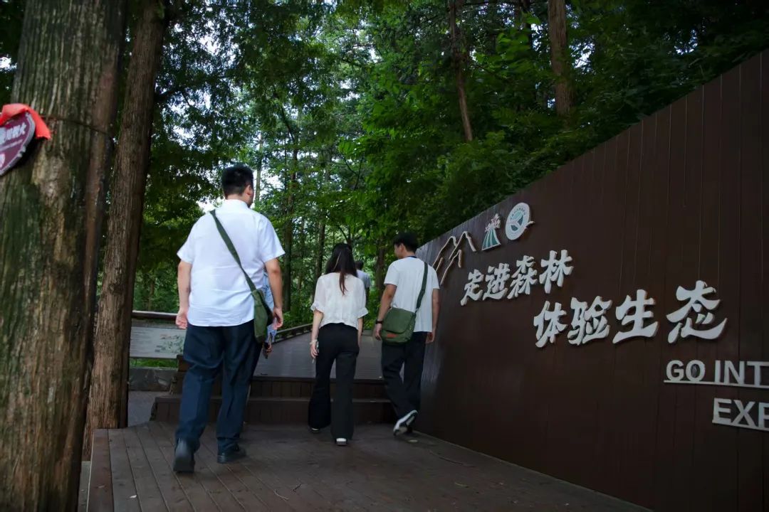 绿染大别山 富泽将军县 ——河南国有新县林场践行“两山”理念纪实