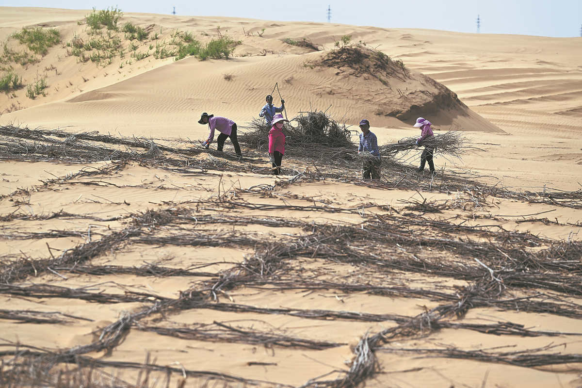 Chinese solutions taking on global fight against desertification