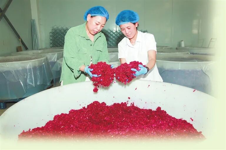花香伴上班 增收笑開顏 河南蓮祥食品讓玫瑰成為厲莊鄉幸福花