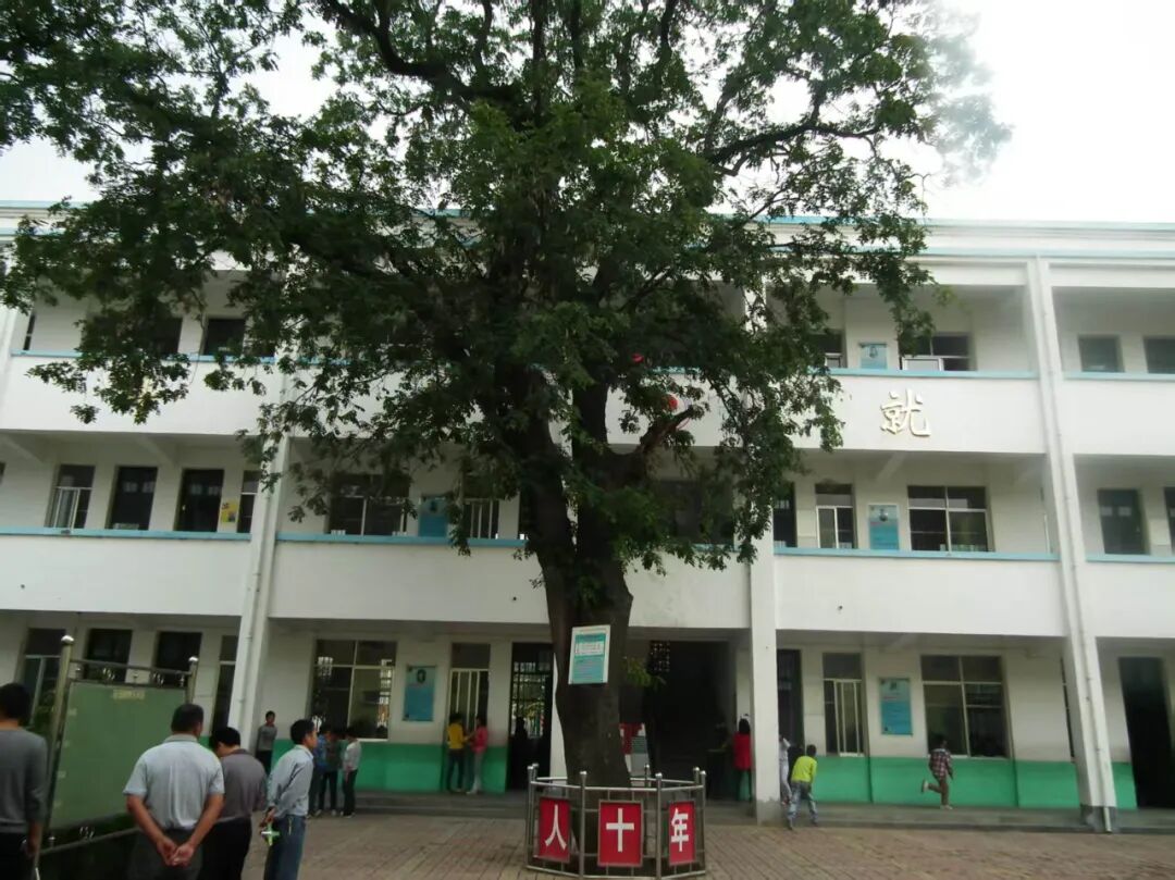 古樹見證崢嶸歲月  革命精神代代相傳